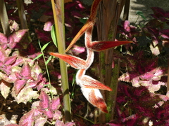 Heliconia vellerigera