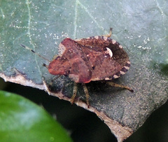 Dyroderes umbraculatus