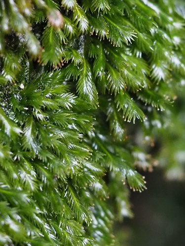 Fissidens grandifrons