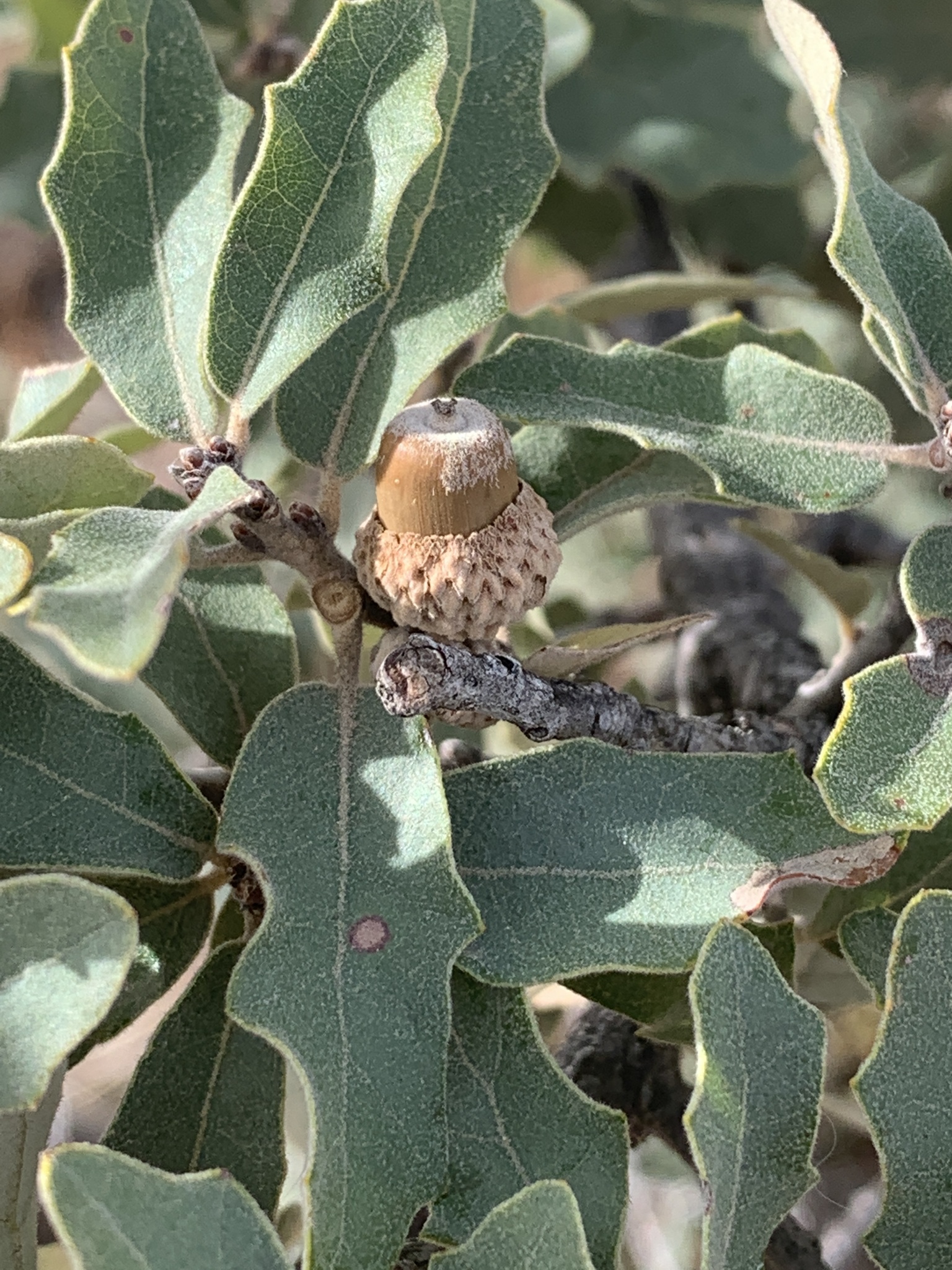 Quercus mohriana