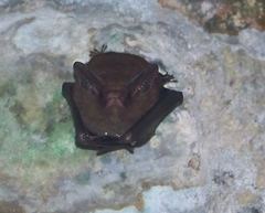Peropteryx macrotis