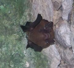 Peropteryx macrotis