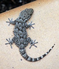 Tarentola mauritanica mauritanica