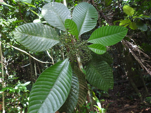 Psychotria limonensis, 2023-10-17