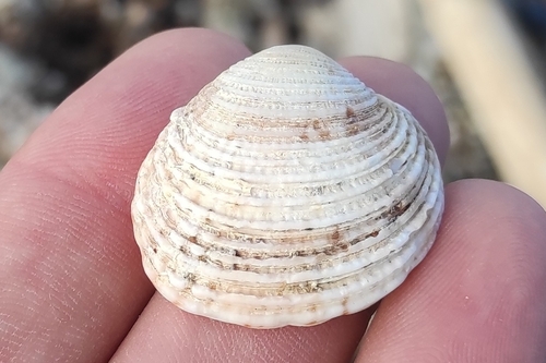 Warty Venus Clam