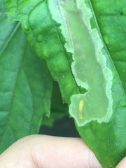 Calycomyza eupatorivora