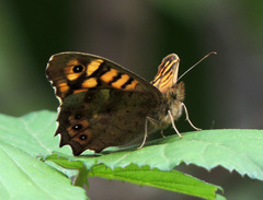 Pararge aegeria