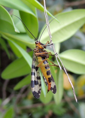Panorpa meridionalis