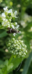 Adela australis