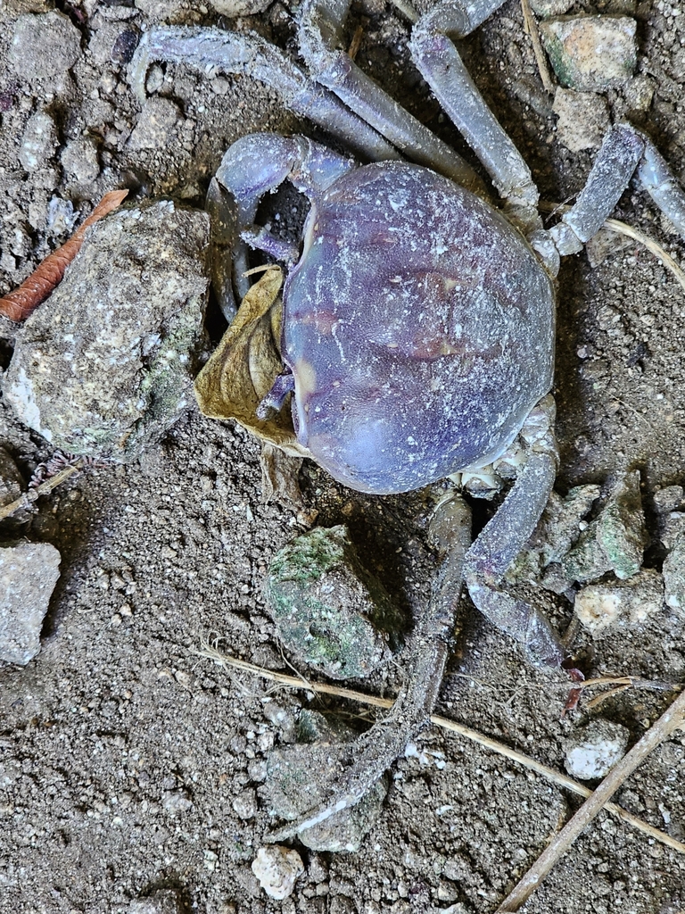blue land crab