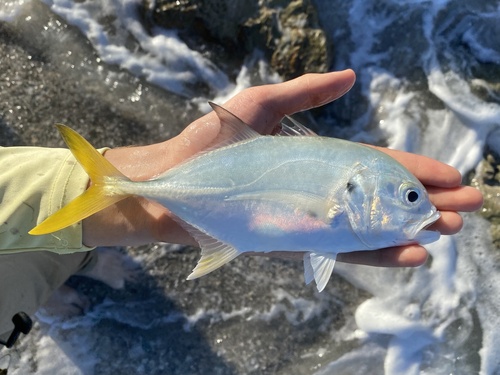 Crevalle jack (Caranx hippos) — Carangidae — 2