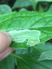 Calycomyza eupatorivora