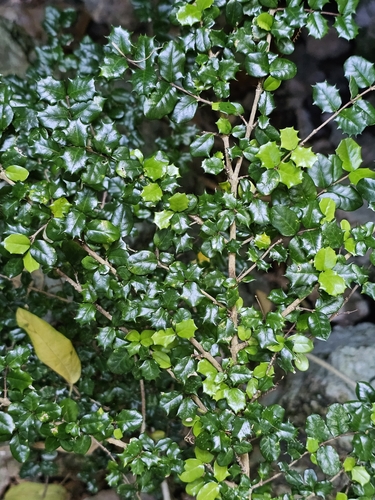 Image of Malpighia coccigera by (c) ritirene, some rights reserved (CC BY)