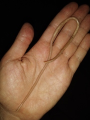 Ascaris lumbricoides
