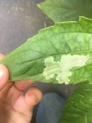 Calycomyza eupatorivora