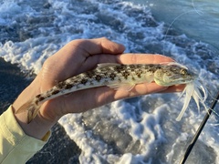 Inshore Lizardfish photo 1
