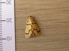 Dichocrocis clytusalis