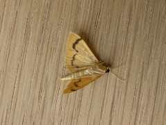 Dichocrocis clytusalis