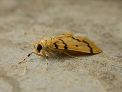 Dichocrocis clytusalis