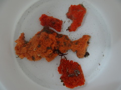 Hymeniacidon perlevis