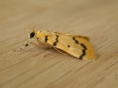 Dichocrocis clytusalis