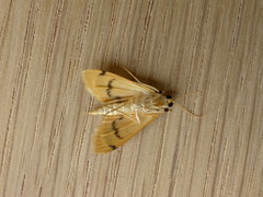 Dichocrocis clytusalis
