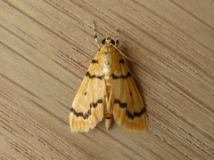 Dichocrocis clytusalis