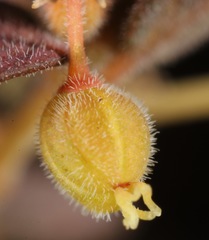 Euphorbia jaegeri