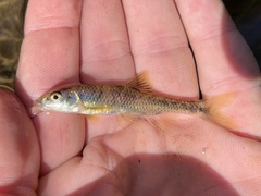 Thicklip Chub photo 3
