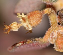 Euphorbia jaegeri