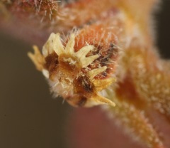 Euphorbia jaegeri