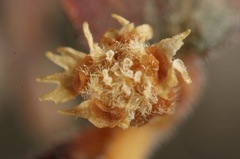 Euphorbia jaegeri