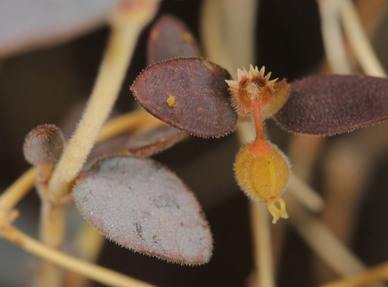 Euphorbia jaegeri