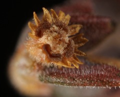 Euphorbia jaegeri