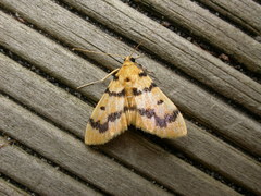 Dichocrocis clytusalis
