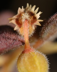 Euphorbia jaegeri