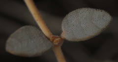 Euphorbia jaegeri
