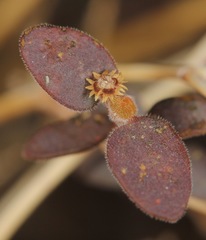 Euphorbia jaegeri
