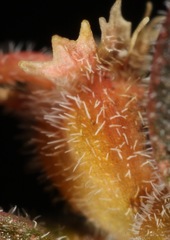Euphorbia jaegeri