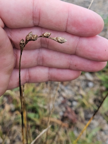 Image of Carex silicea by (c) Mike Zifkin, some rights reserved (CC BY)