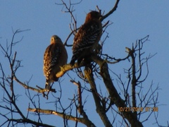 Buteo lineatus