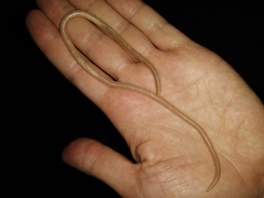 Ascaris lumbricoides