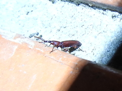 Brentinae