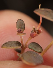 Euphorbia jaegeri