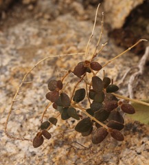Euphorbia jaegeri