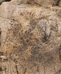 Euphorbia jaegeri