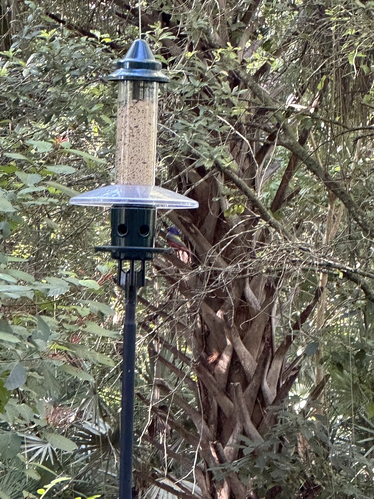 Painted Bunting In October 2023 By Lsalazar2310 INaturalist   Large 