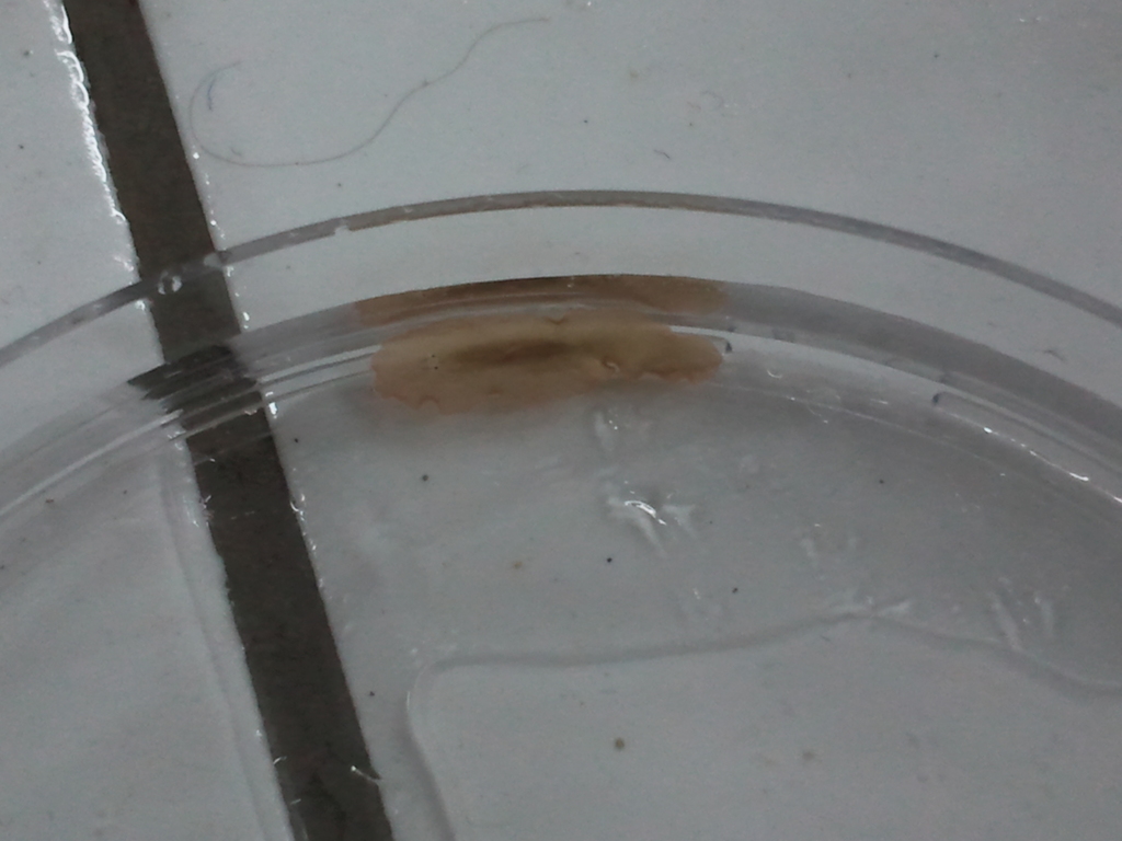 Procerodidae
