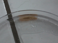 Acotylea