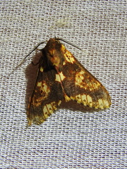 Symphlebia